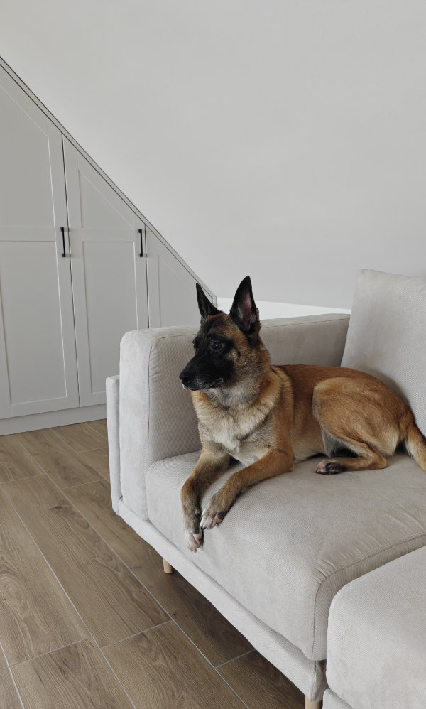 Ella, a Belgian Malinois, lying on a sofa at home